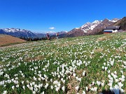 Ai Piani dell’Avaro ben fioriti di crocus – 2 maggio 2025 - FOTOGALLERY